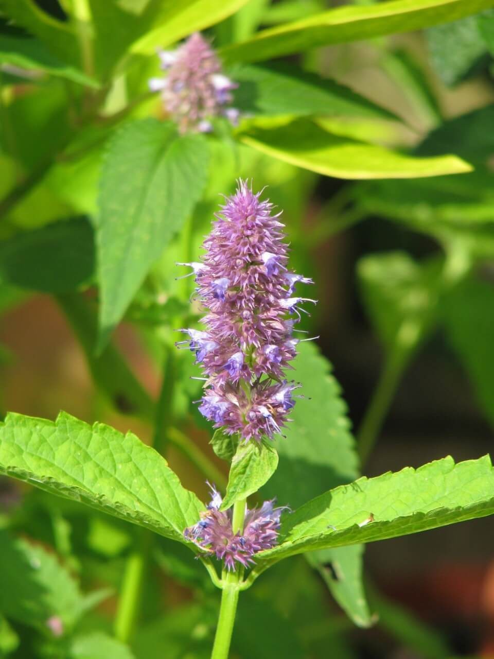 Favorite Agastache Blooms in Almost Any Color