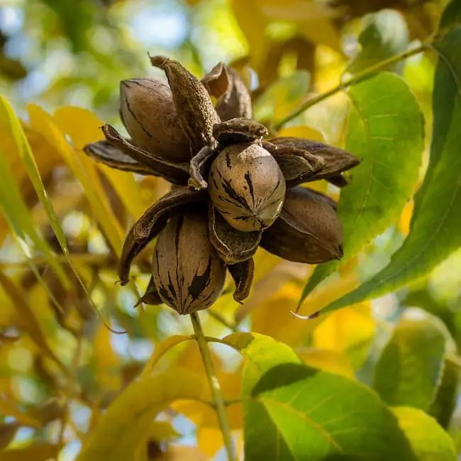 Pecan trees.