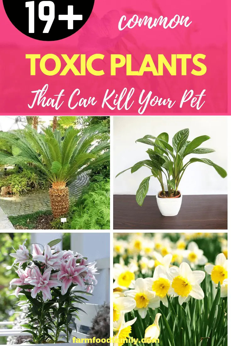 Treatment for Plant Poisoning in Pets