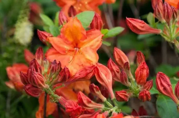 Fireball Azalea (Rhododendron ‘Fireball’)