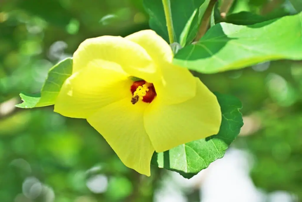 Hibiscus hamabo (Hamabo Hibiscus Hardy Yellow Hibiscus)