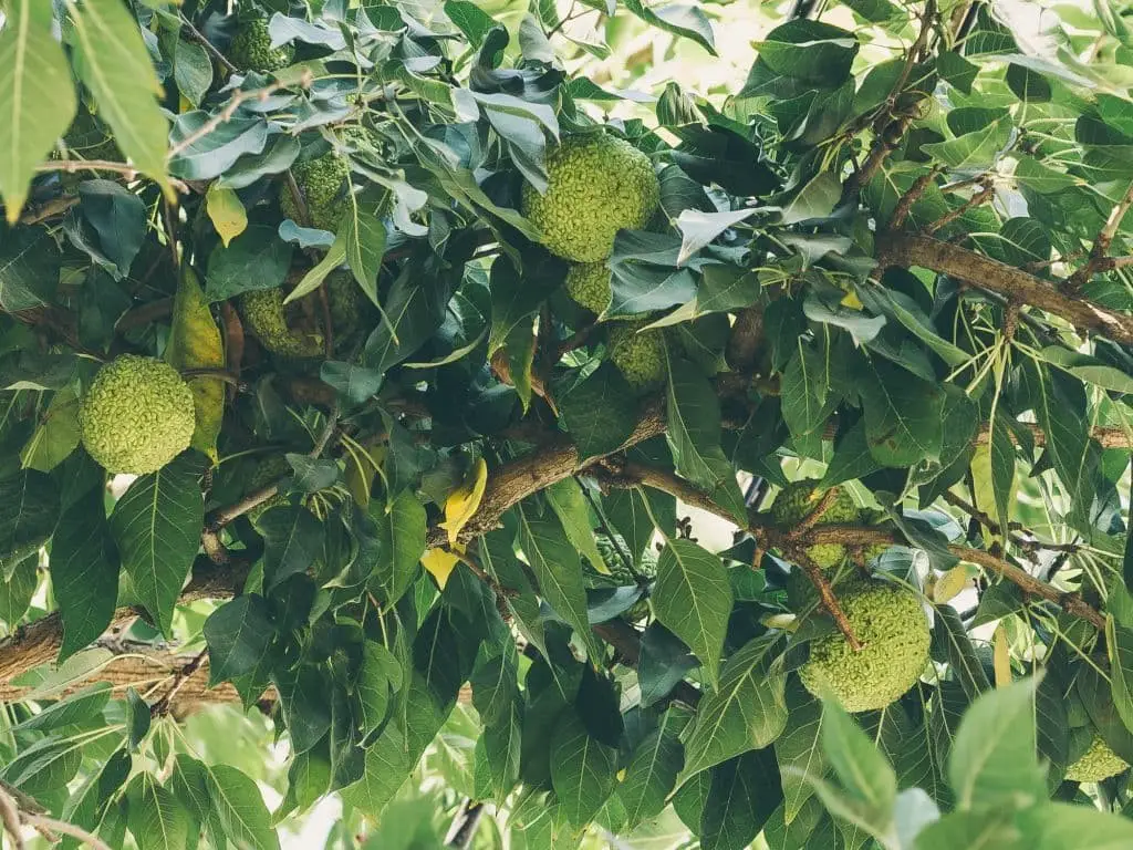 Osage orange