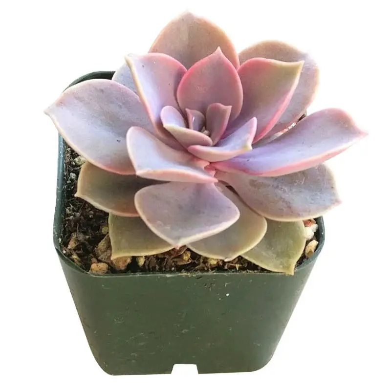 Echeveria ‘Perle von Nurnberg’.