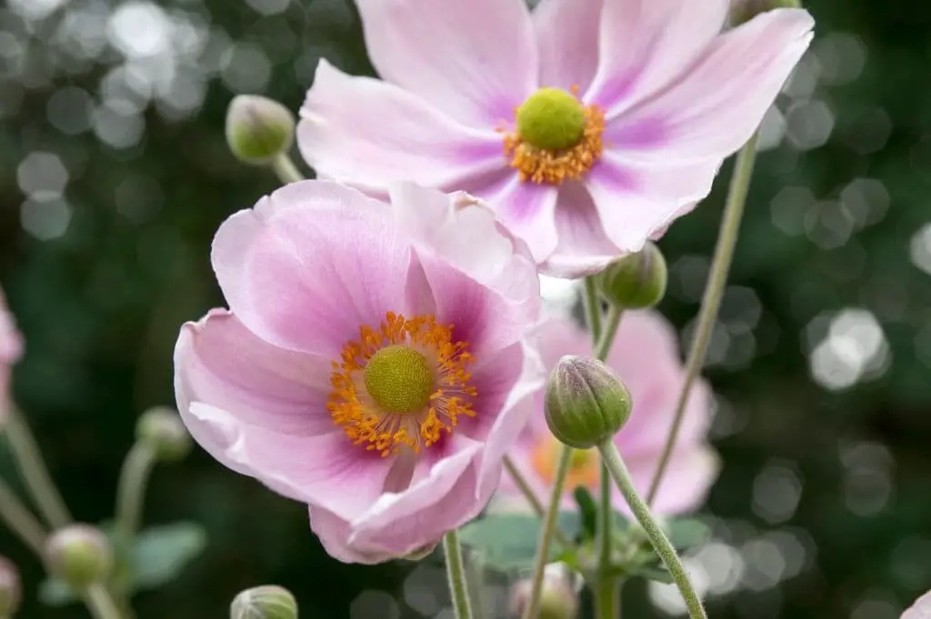 Japanese anemone (Anemone hupehensis)