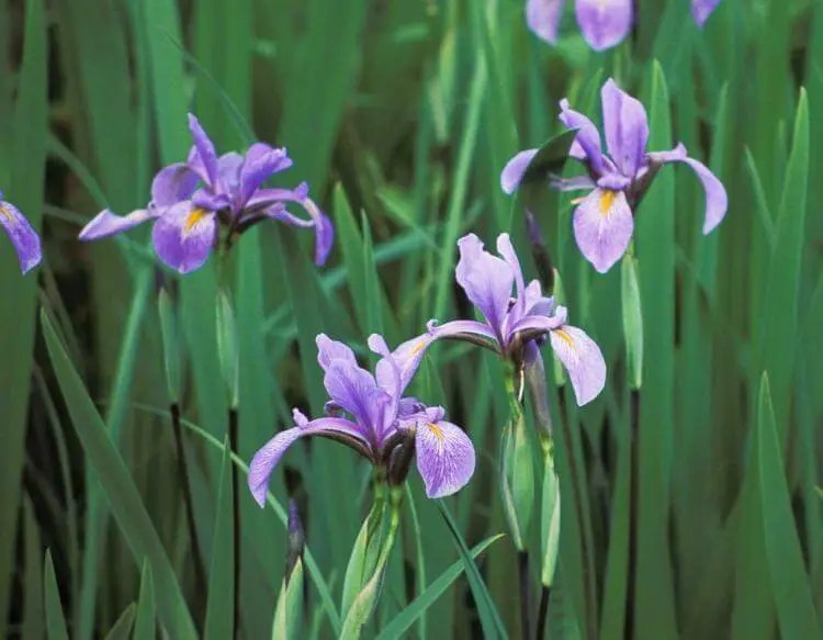 #2. Southern Blue Flag Iris Iris virginica var. shrevei