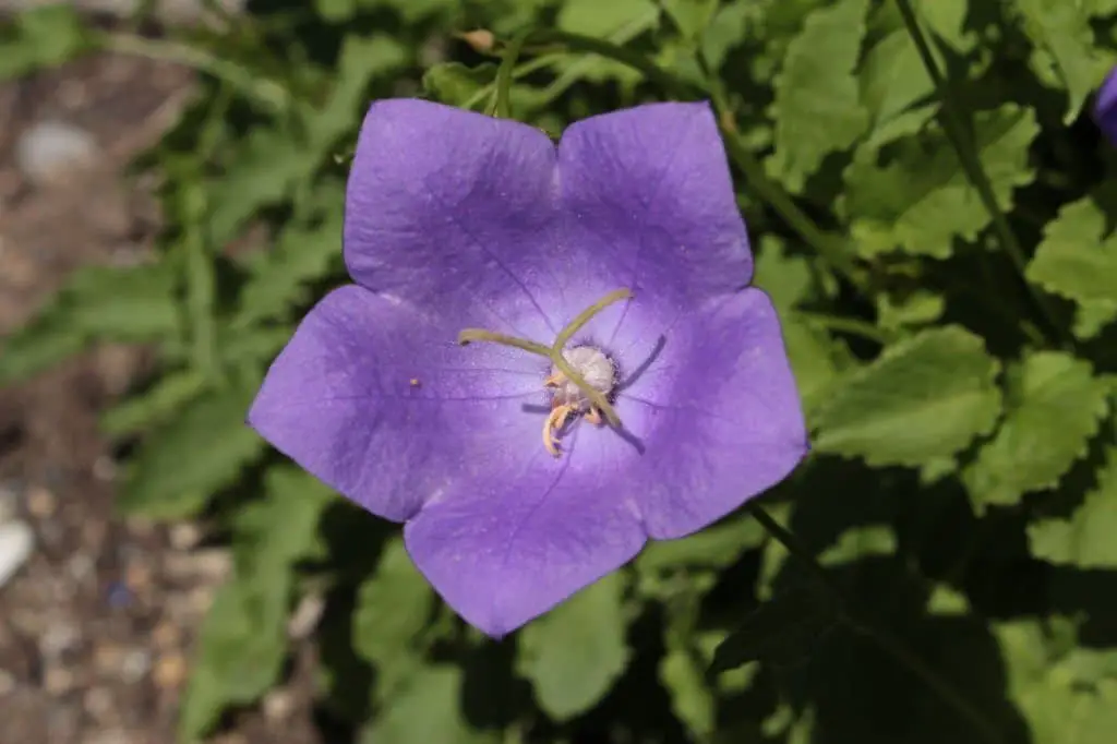 Campanula carpatica ‘Deep Blue Clips’ (Carpathian Bellflower).