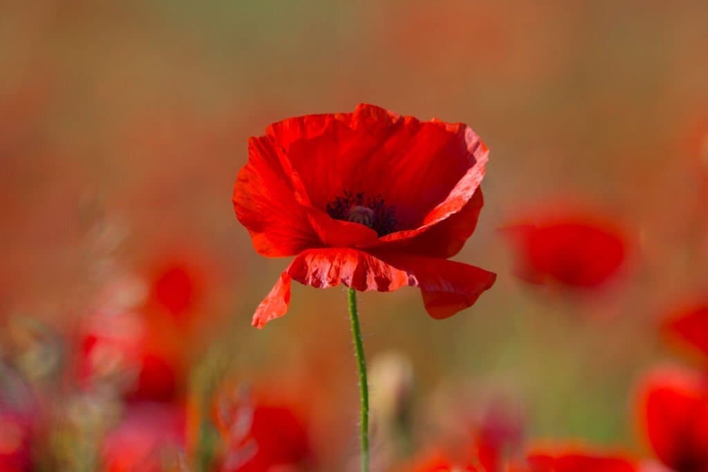 Corn Poppy (Papaver rhoeas).