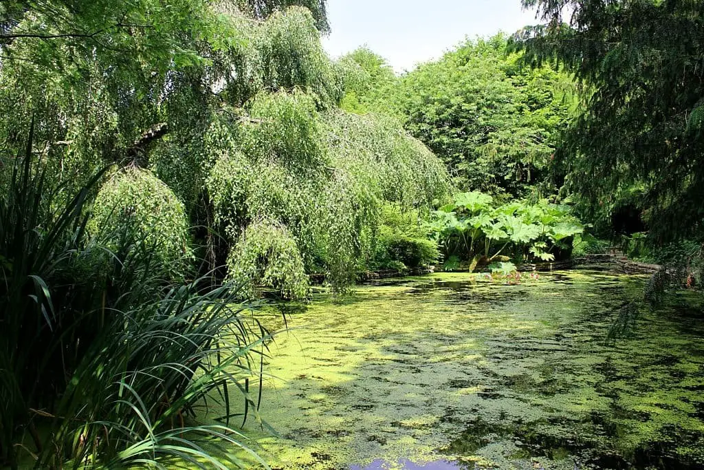 Weeping Birches (Betula pendula var.)