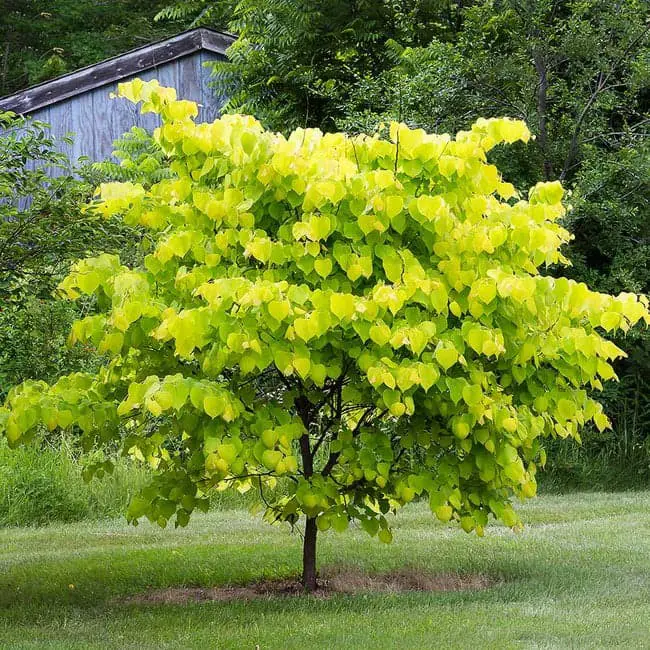 Hearts of Gold Redbud (Cercis canadensis ‘Hearts of Gold’).