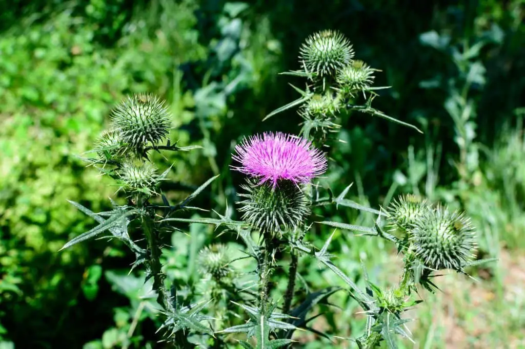 Musk Thistle or Nodding Thistle (Carduus nutans).