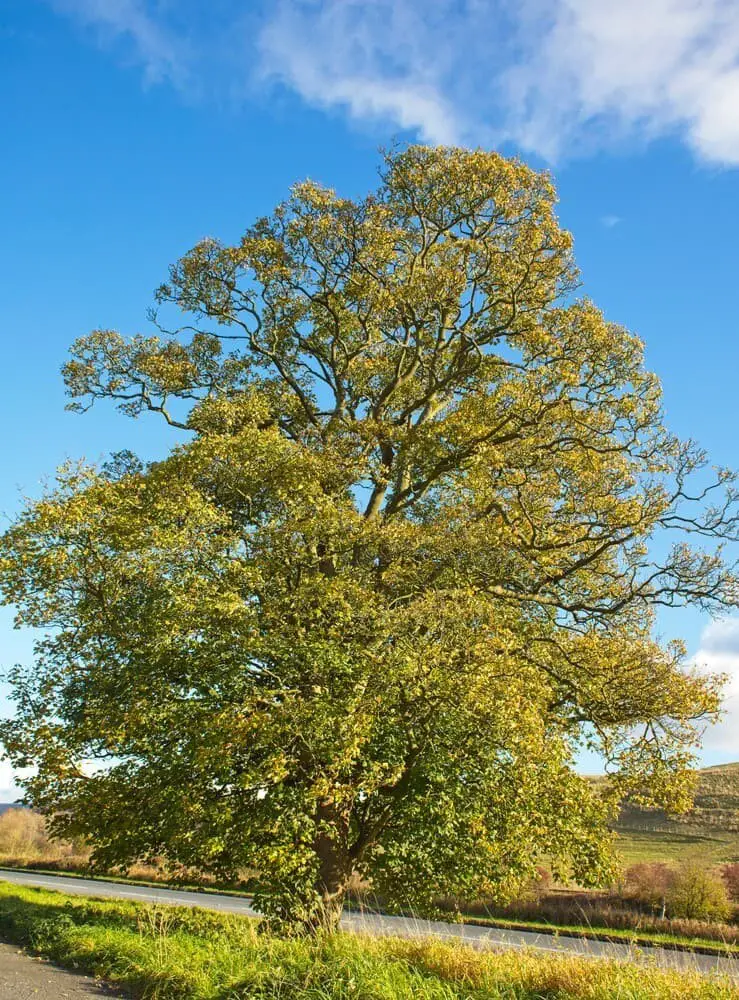 Sycamore Maple (Acer pseudoplatanus)