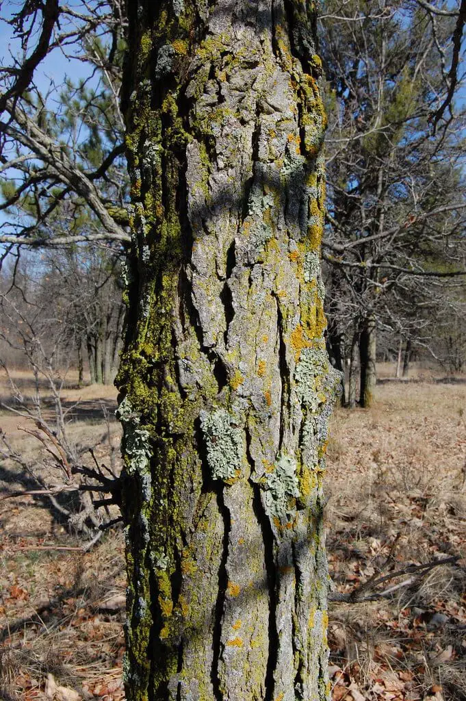 Bur Oak (Quercus macrocarpa)