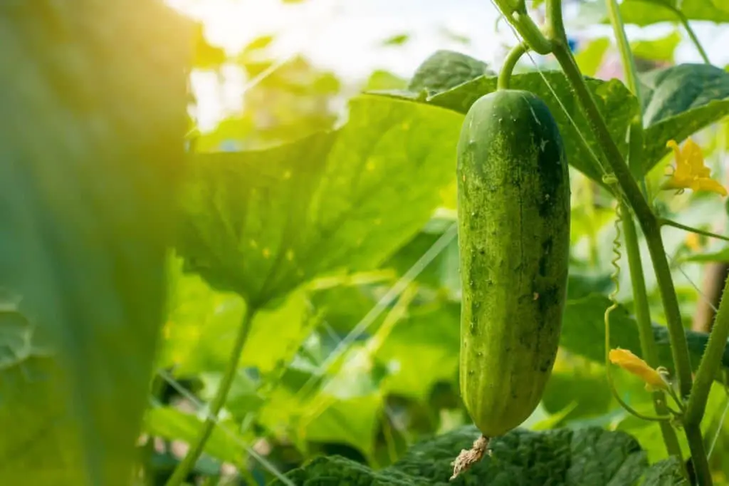 Cucumbers