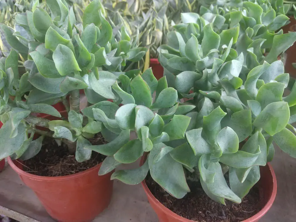 Crassula Arborescens Undulatifolia (Ripple Jade)