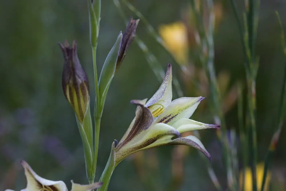 Night gladiolus (Gladiolus tristis)