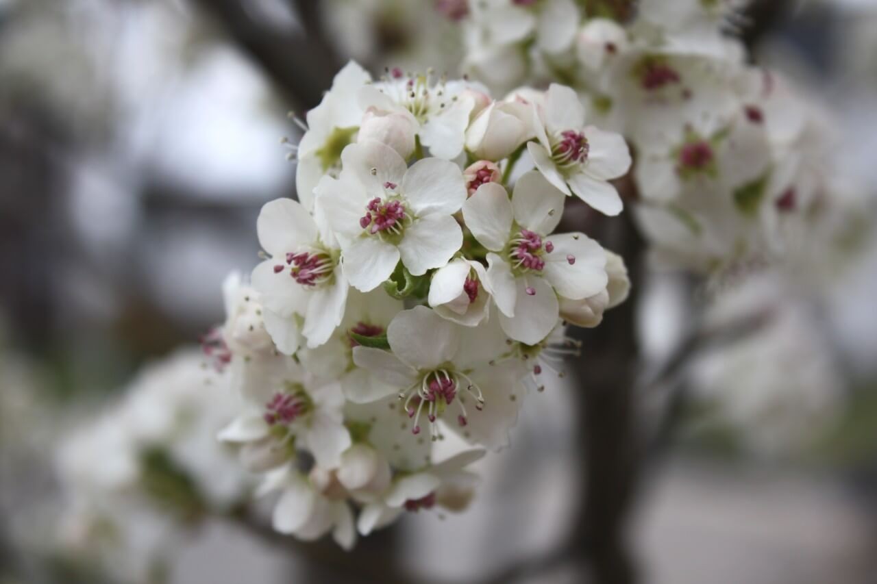 Cleveland Pear Developed as Substitute