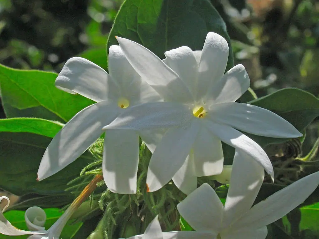 Downy Jasmine (Jasminum pubescens)