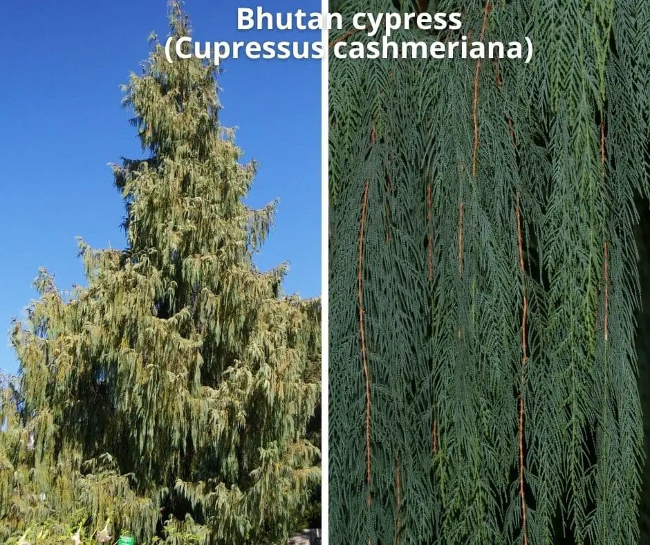 Bhutan cypress (Cupressus cashmeriana)