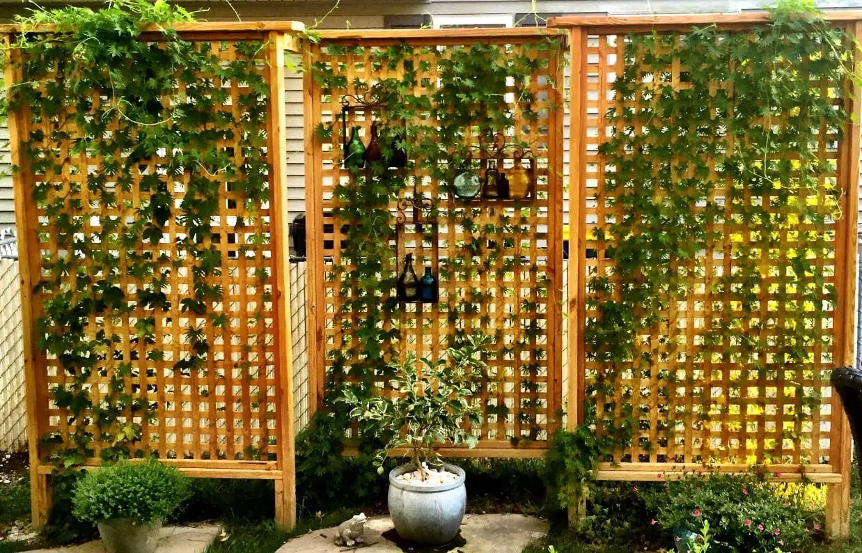 Trellises and Climbing Plants