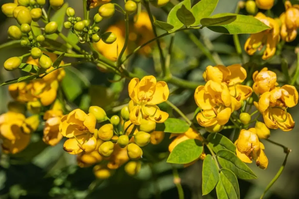 Senna plant