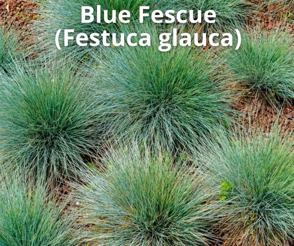 Blue Fescue (Festuca glauca)