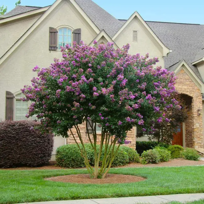 Twilight Crape Myrtle (Lagerstroemia indica ‘Twilight’).