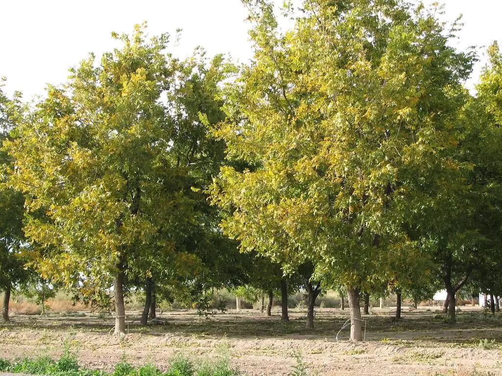 Pecan trees