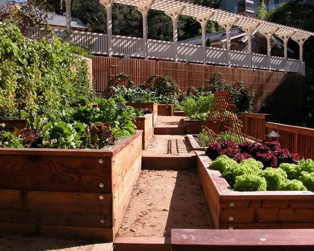 Lettuce in raised beds with hoops