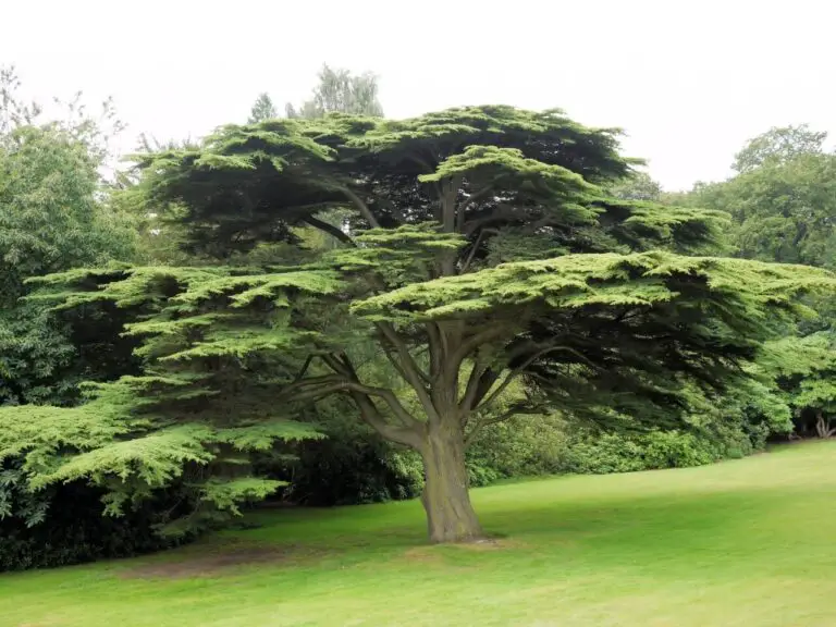 10+ Different Types Of Cedar Trees & Wood With Identification (True And Faux Varieties)