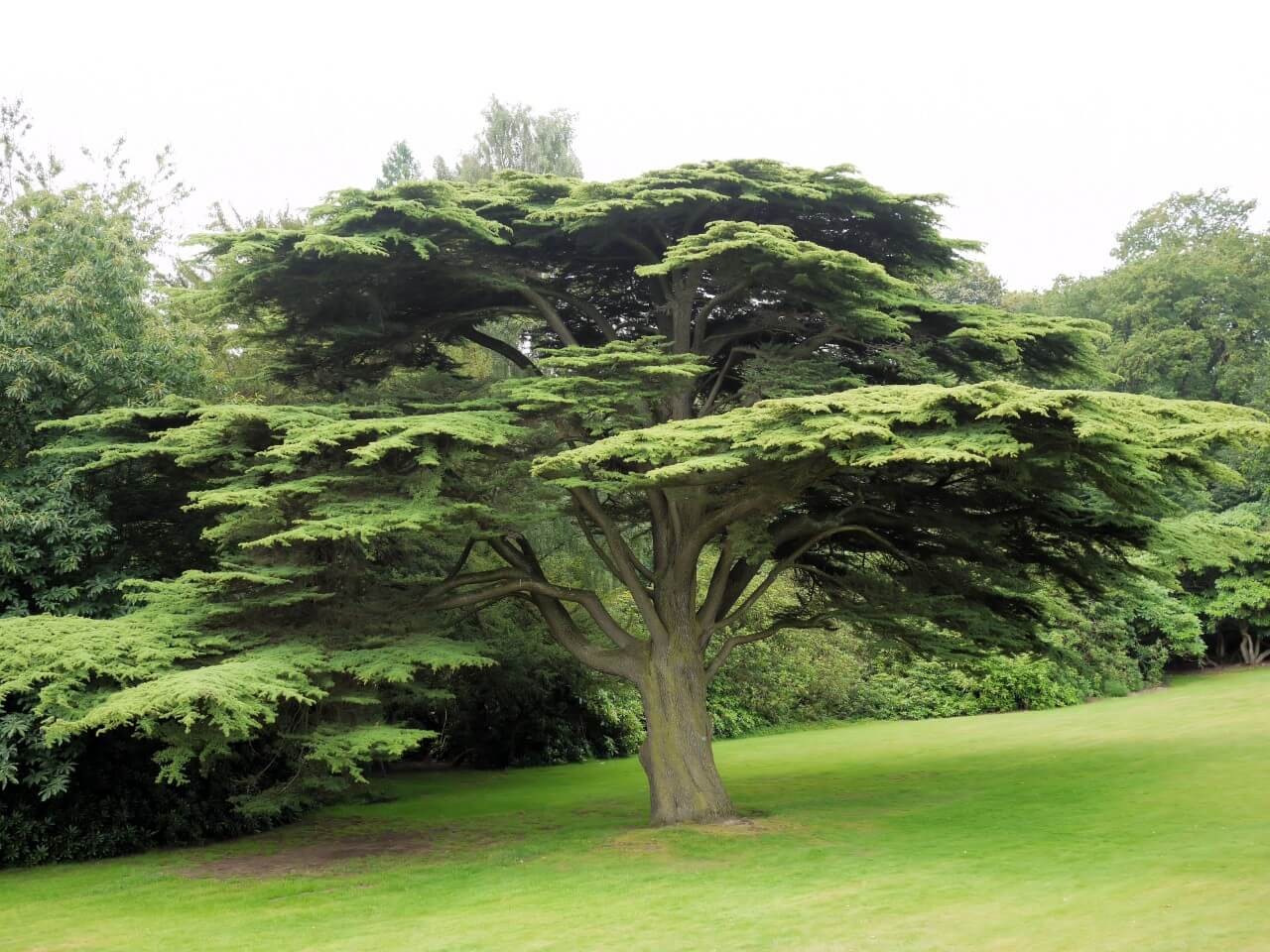 Cedar tree care