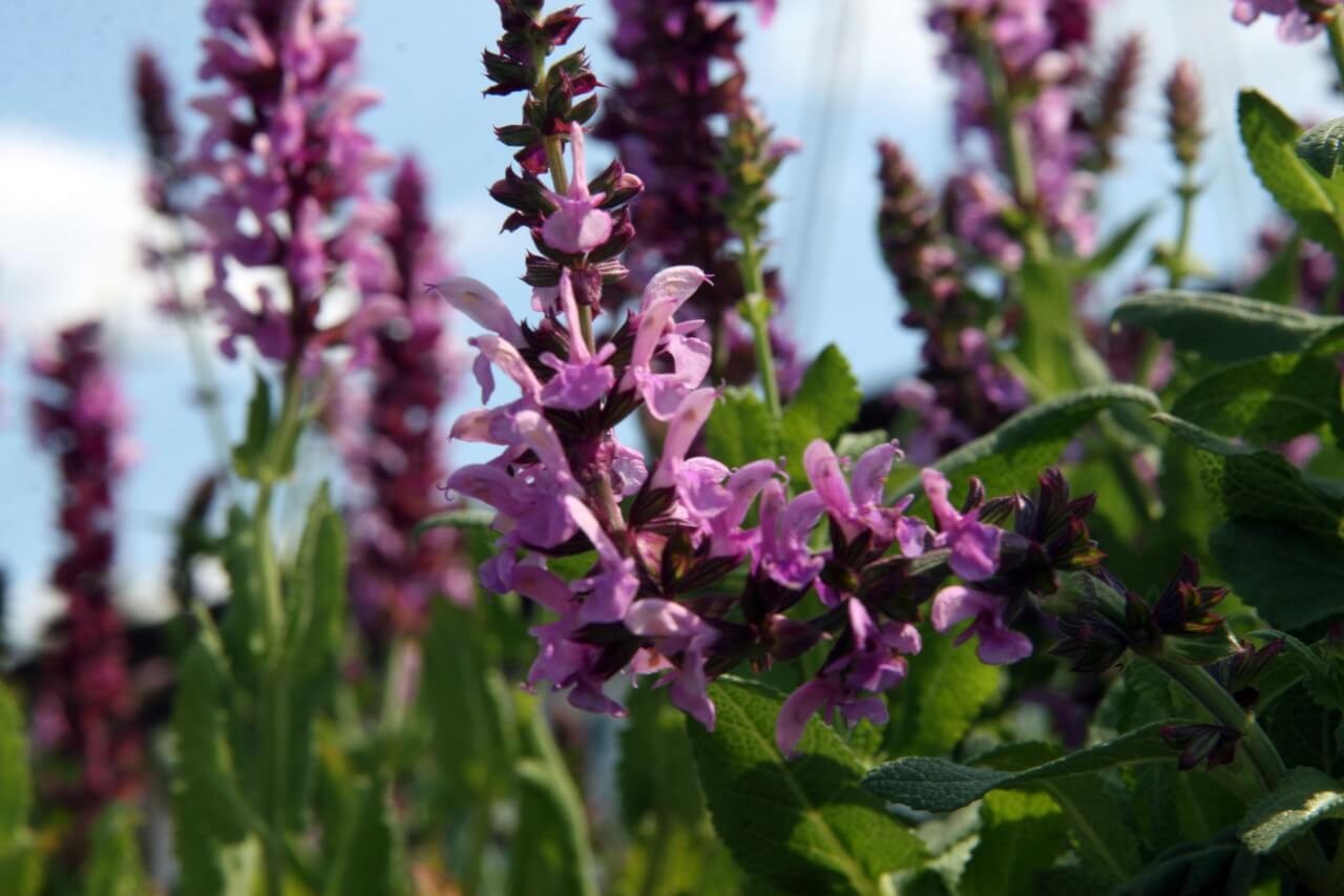 Selecting a Wood Sage Cultivar to Buy to Attract Beneficial Insects