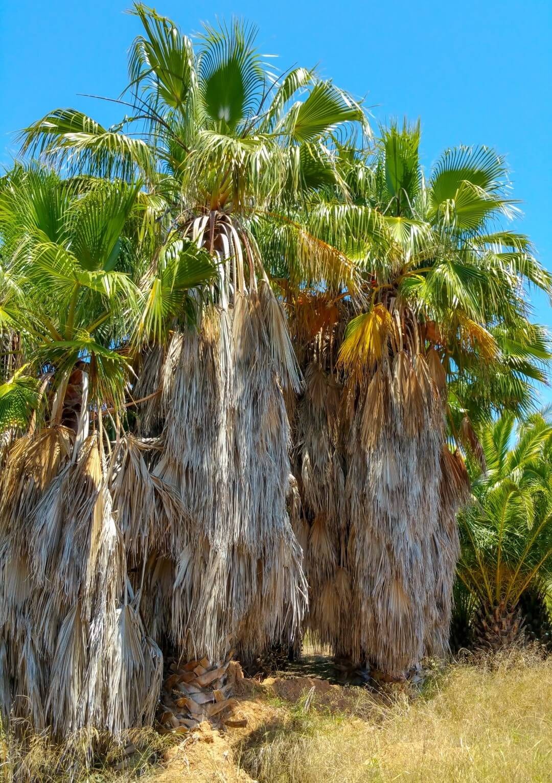 Palm trees