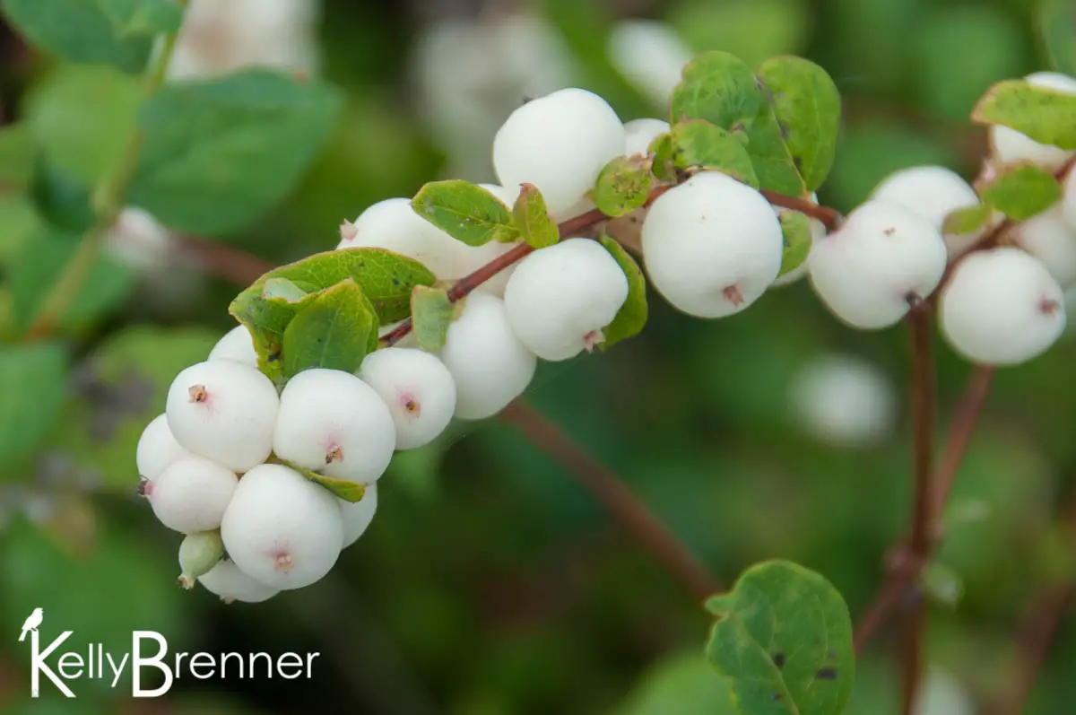 Colorful Viburnum Berries to Feed Birds