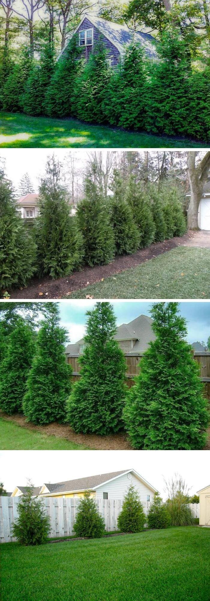 Green Giant Thuja (Arborvitae)