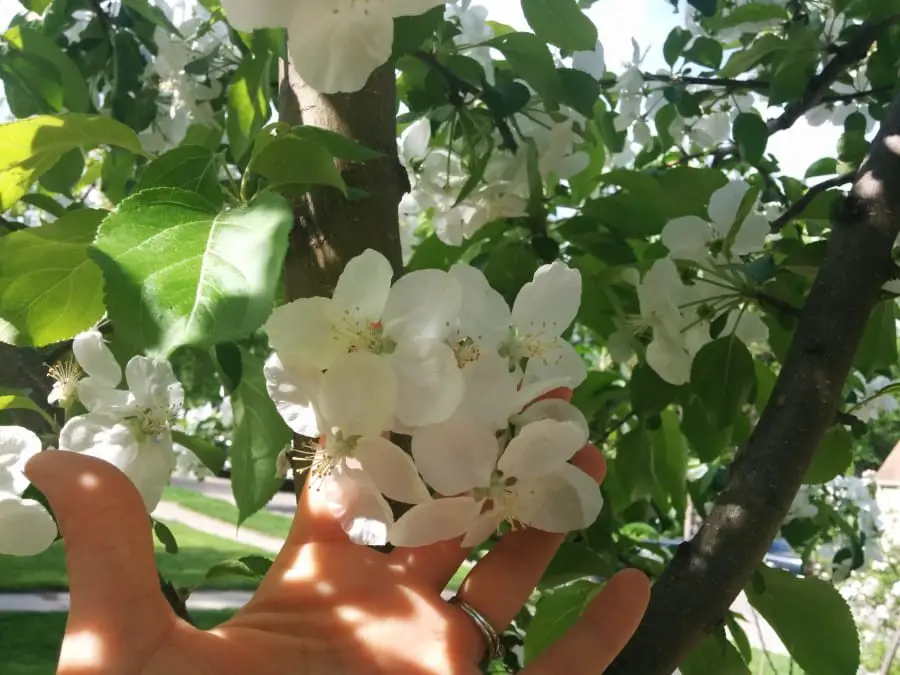 Chestnut crabapple (Malus ‘Chestnut’)