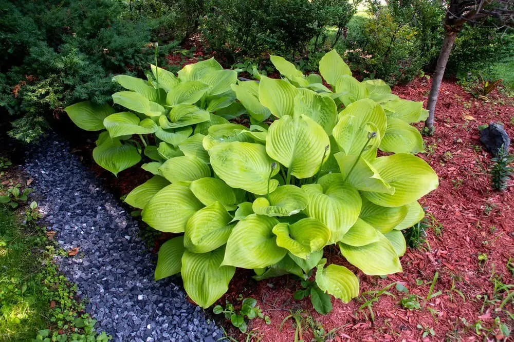 Hosta Sum and Substance