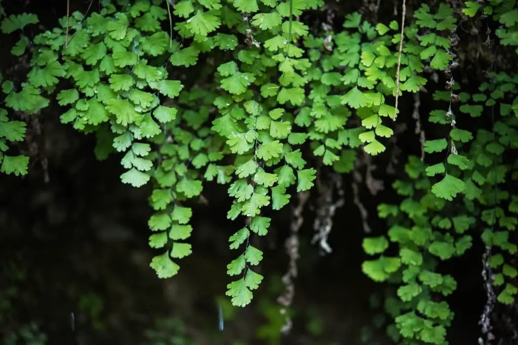 Maidenhair fern