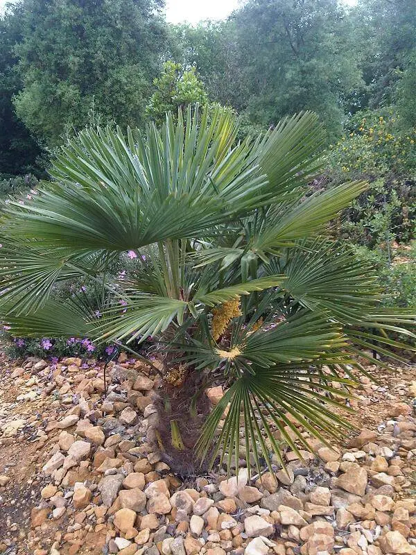 Chinese Fan Palm (Livistona chinensis).