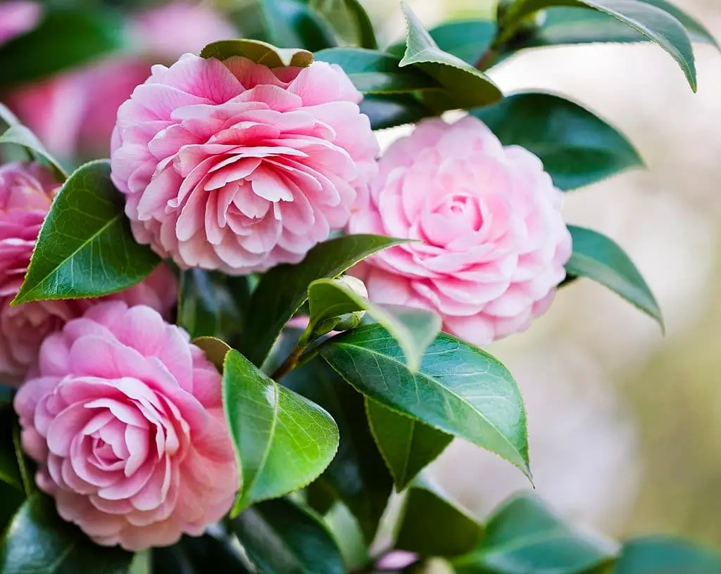 Camelias