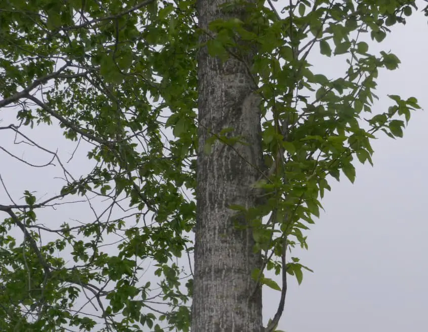 Japanese Aspen (Populus sieboldii).