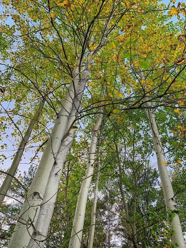 13 Types Of Poplar Trees (With Pictures)