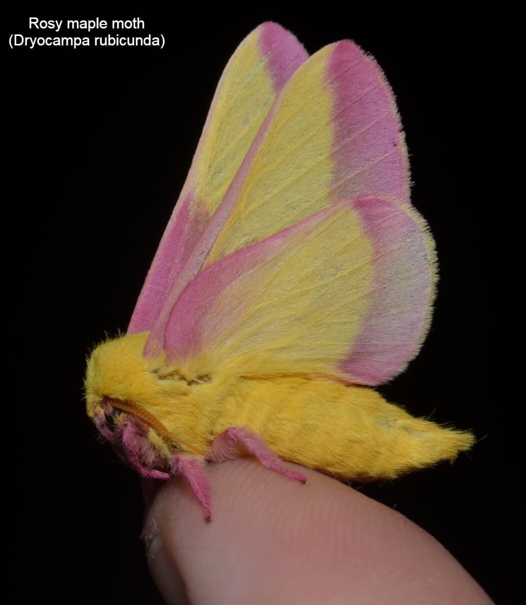 Rosy maple moth (Dryocampa rubicunda)