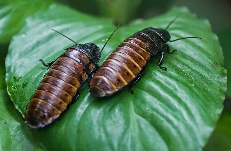 Madagascar Hissing Cockroach (Gromphadorhina portentosa)