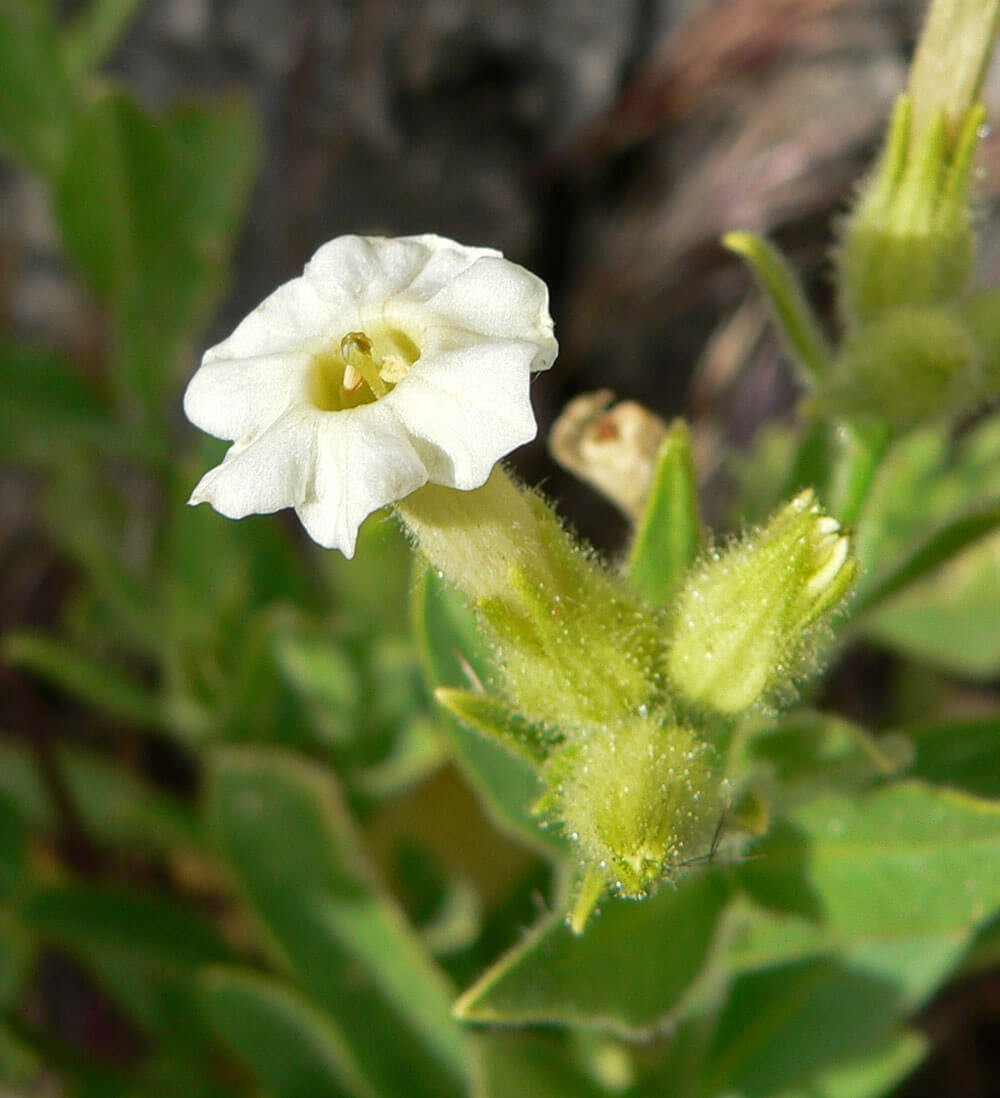 Desert Tobacco (Nicotiana obtusifolia)