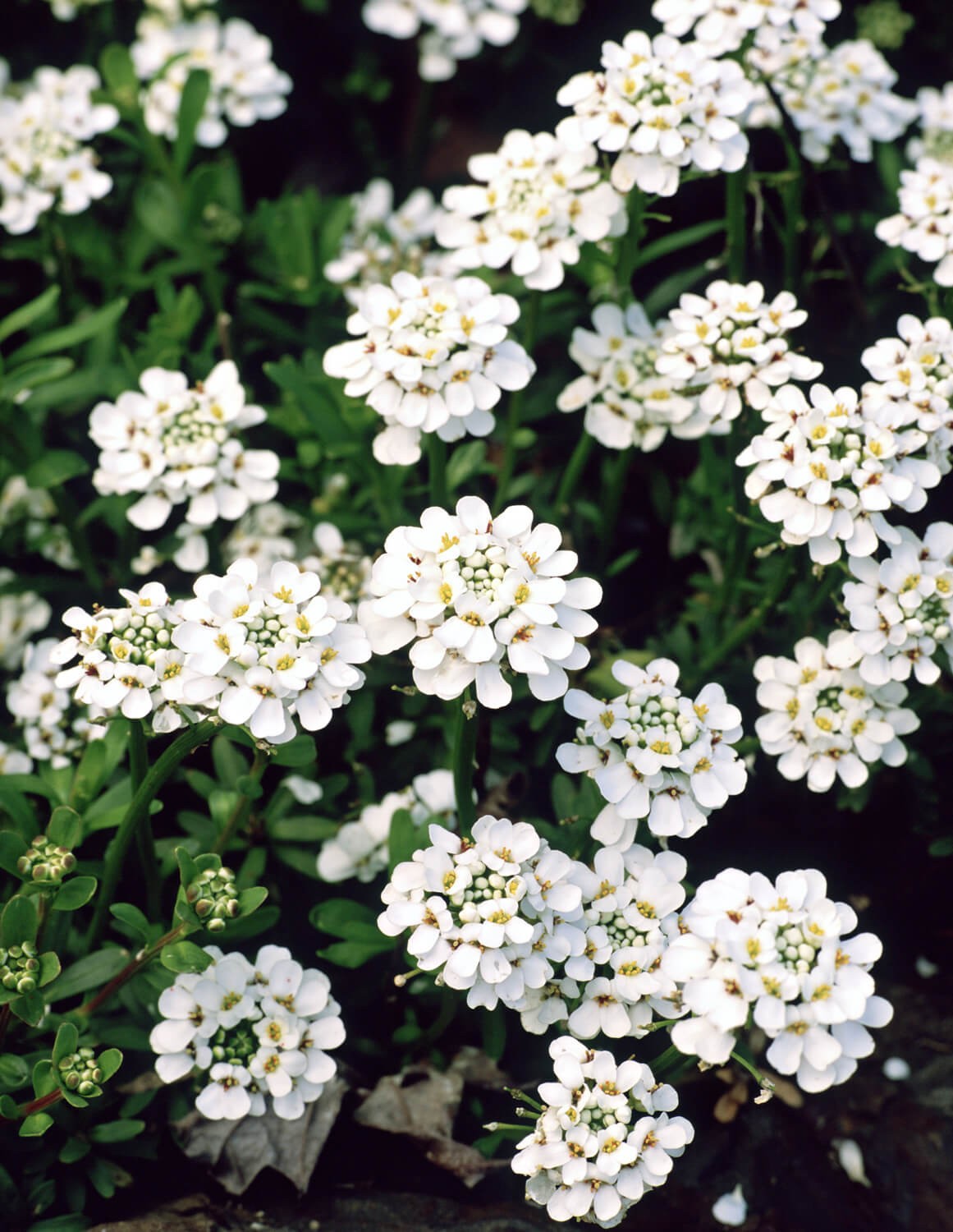 #13. Candytuft (Iberis)