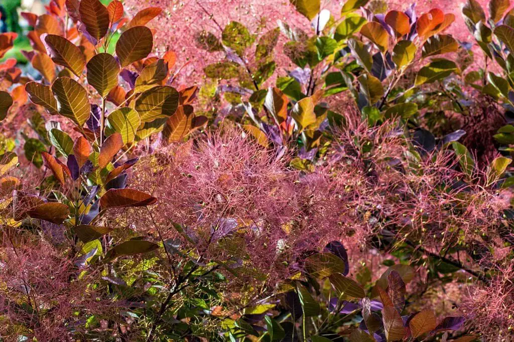 Smoketree (Cotinus coggygria).