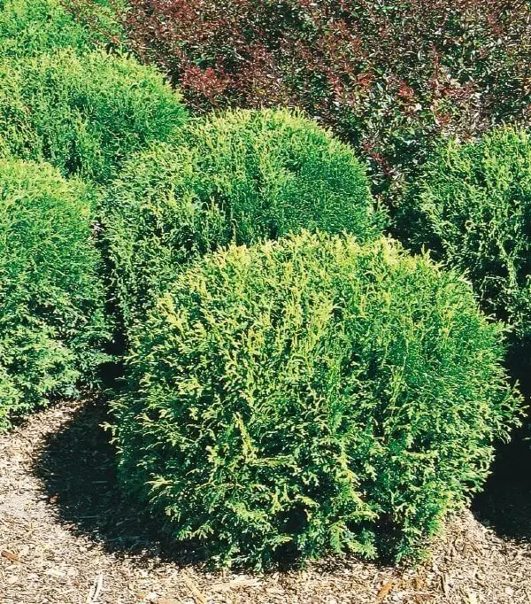 ‘Little Giant’ Arborvitae (Thuja occidentalis ‘Little Giant’)