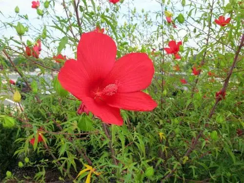 Hibiscus coccineus (Scarlet rosemallow)