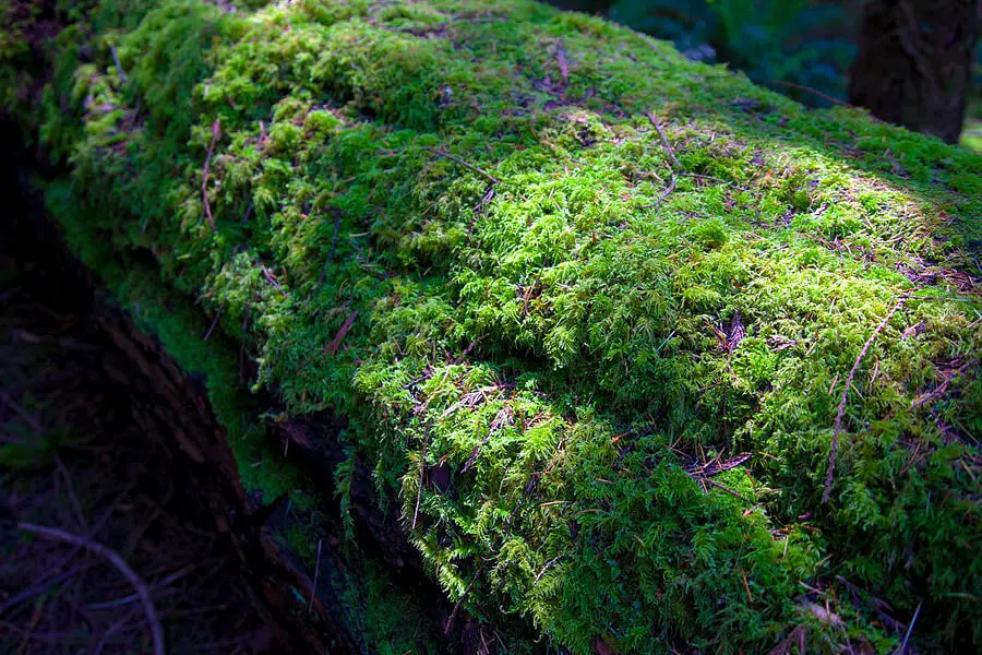 #6. Mosses (various kinds)