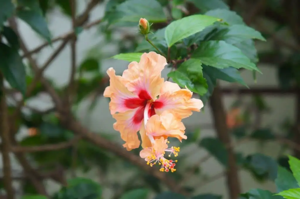 Hibiscus rosa-sinensis ‘El Capitolio’ (Tropical Hibiscus ‘El Capitolio’)